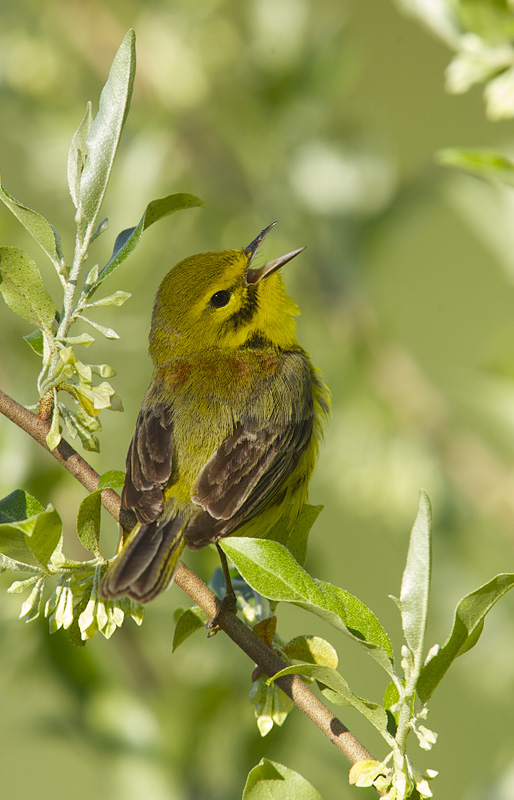 PRAIRIE WARBLER